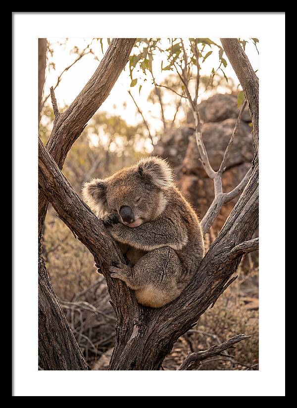 Koala Sleeping In Eucalyptus