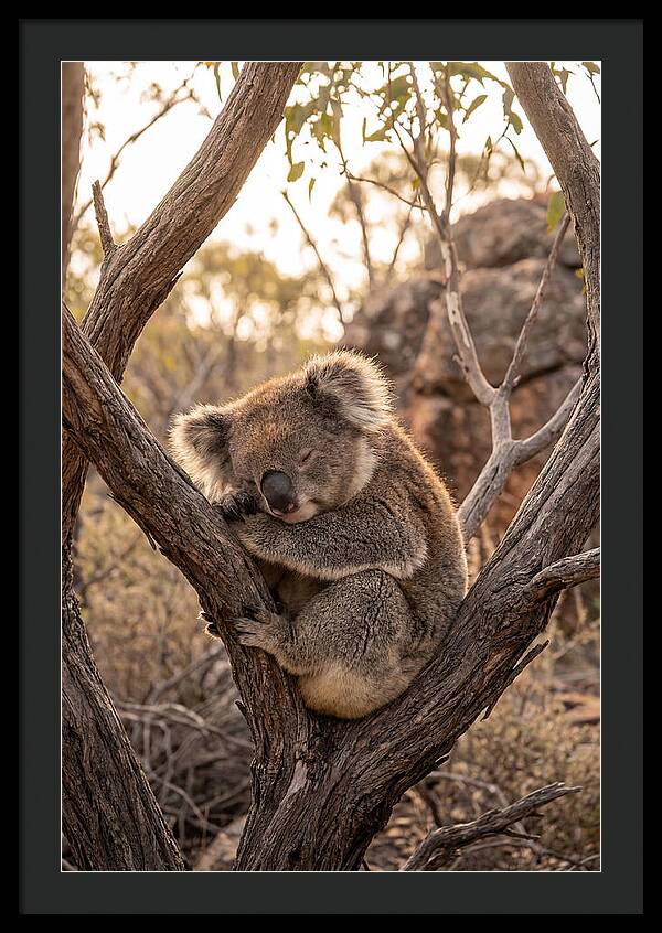 Koala Sleeping In Eucalyptus