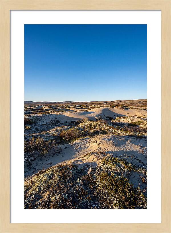 Kobuk Sand Dunes Serenity
