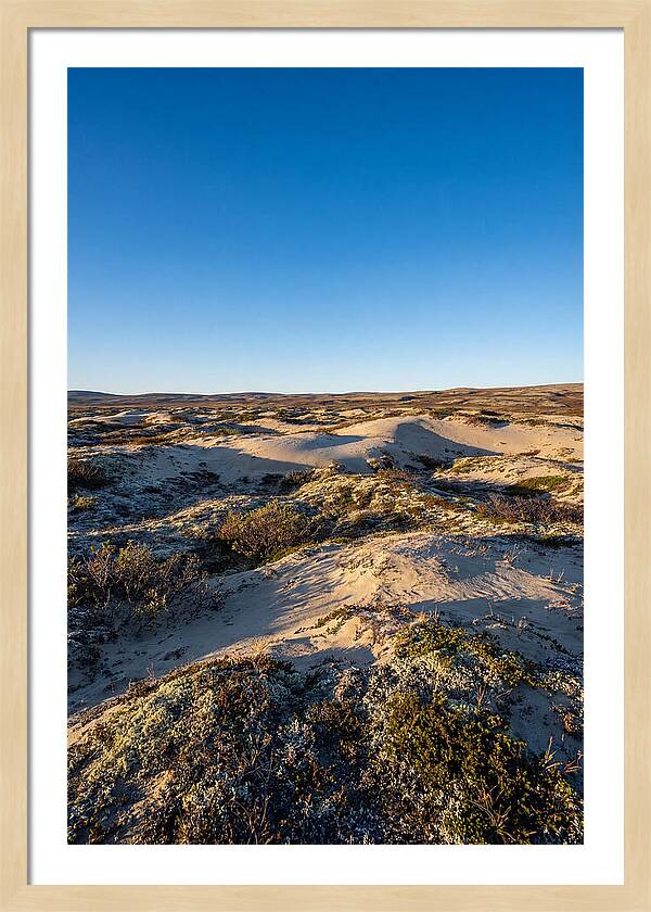 Kobuk Sand Dunes Serenity