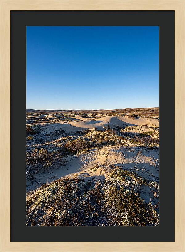Kobuk Sand Dunes Serenity
