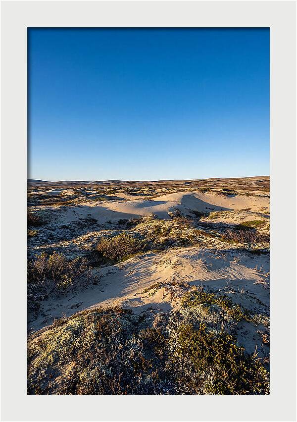 Kobuk Sand Dunes Serenity