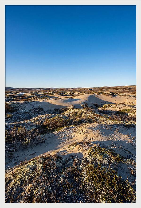 Kobuk Sand Dunes Serenity