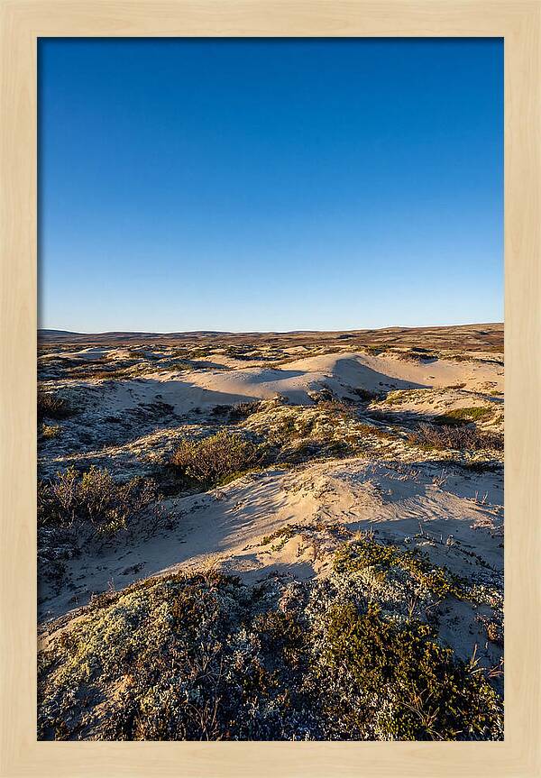 Kobuk Sand Dunes Serenity