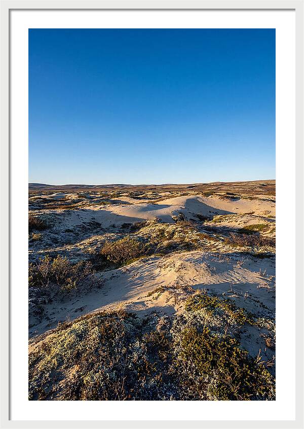 Kobuk Sand Dunes Serenity