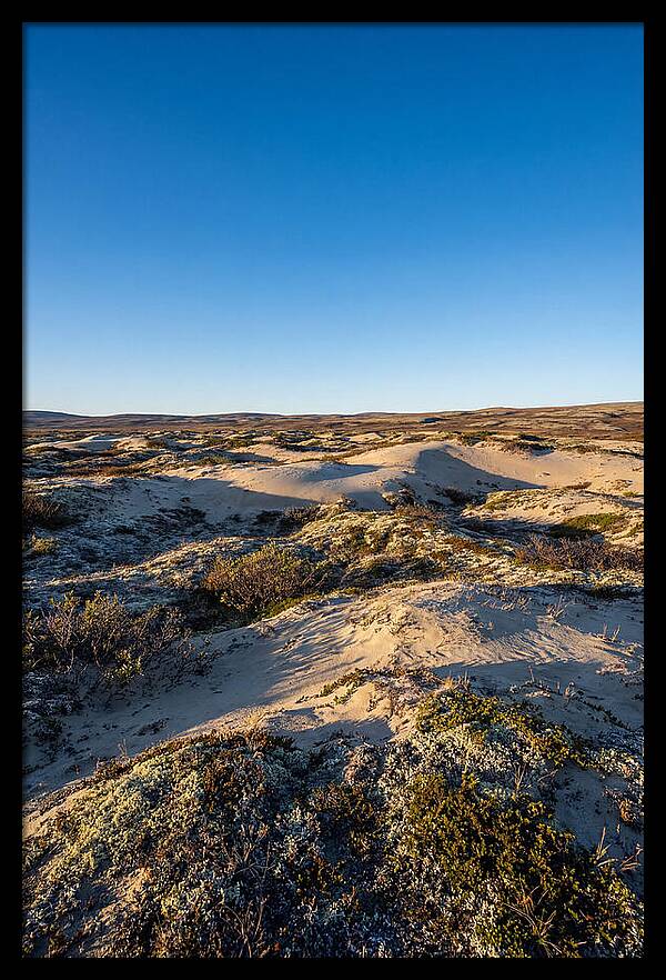 Kobuk Sand Dunes Serenity