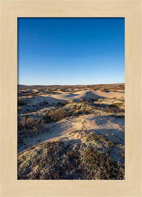Kobuk Sand Dunes Serenity