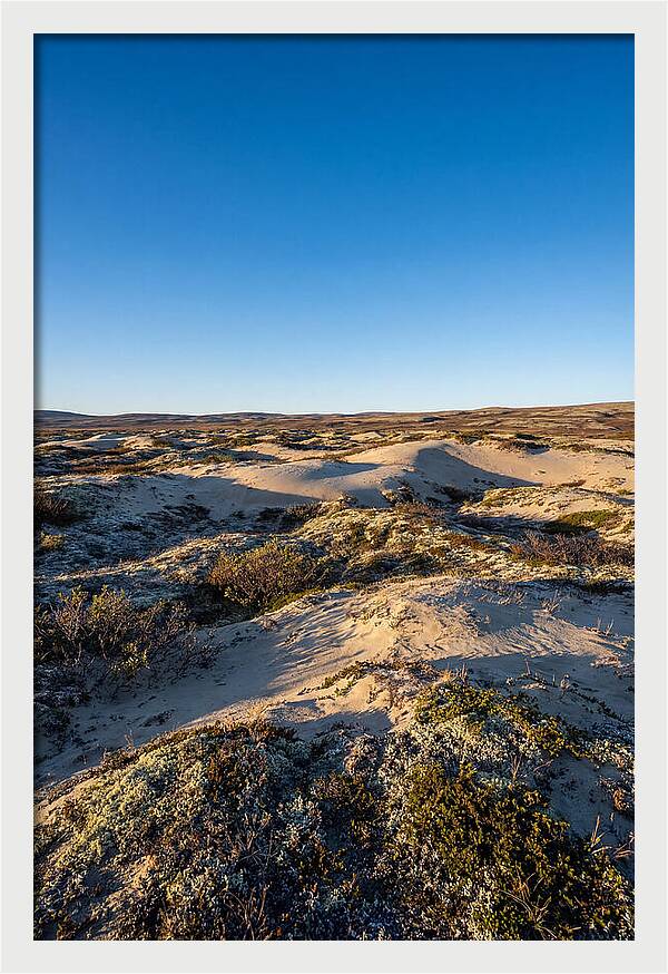 Kobuk Sand Dunes Serenity