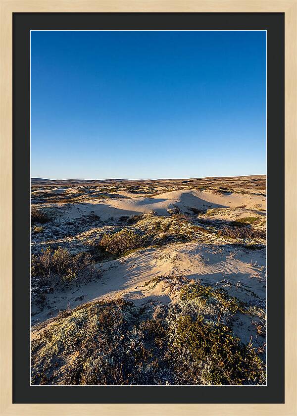 Kobuk Sand Dunes Serenity