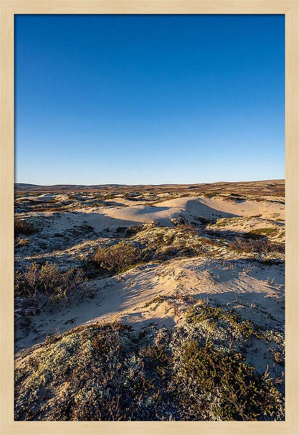 Kobuk Sand Dunes Serenity