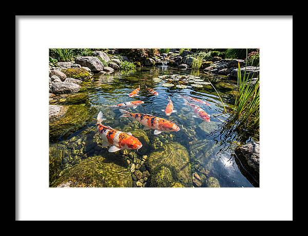 Koi Fish Swimming Gracefully