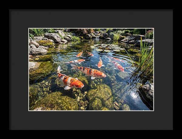 Koi Fish Swimming Gracefully