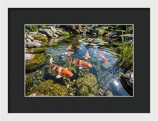 Koi Fish Swimming Gracefully