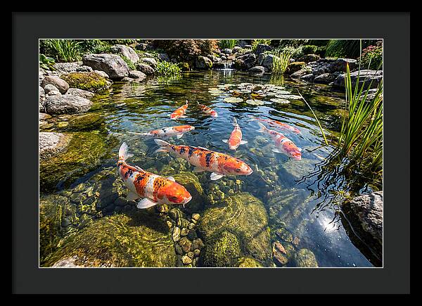 Koi Fish Swimming Gracefully