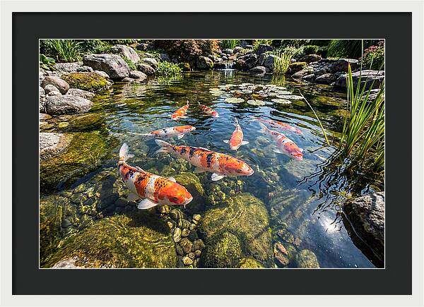 Koi Fish Swimming Gracefully