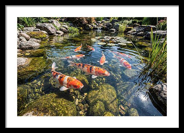 Koi Fish Swimming Gracefully