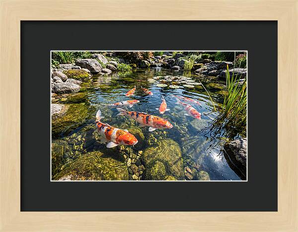 Koi Fish Swimming Gracefully
