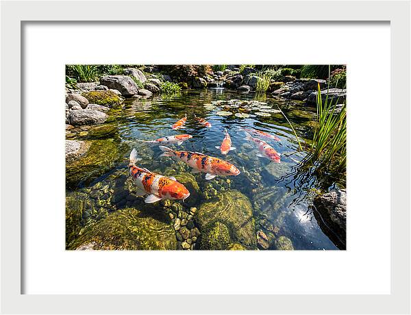 Koi Fish Swimming Gracefully