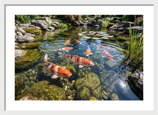 Koi Fish Swimming Gracefully