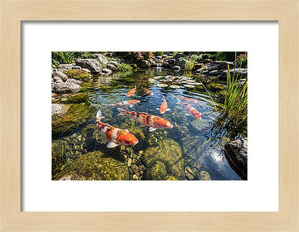 Koi Fish Swimming Gracefully