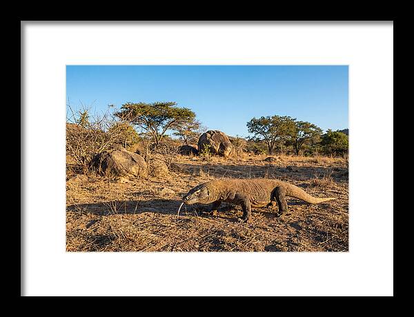 Komodo Dragon In Natural Habitat