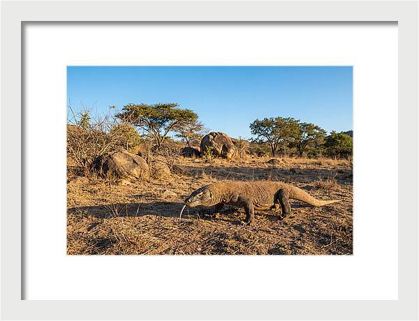 Komodo Dragon In Natural Habitat