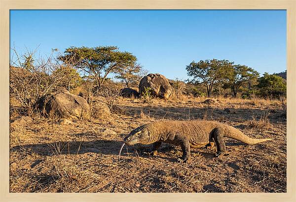 Komodo Dragon In Natural Habitat