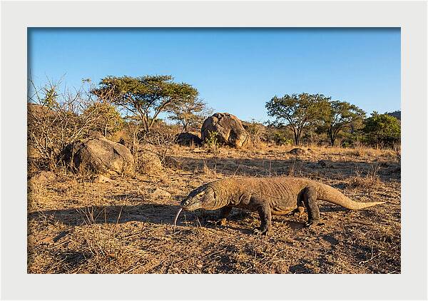 Komodo Dragon In Natural Habitat