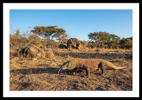 Komodo Dragon In Natural Habitat