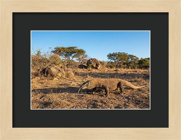 Komodo Dragon In Natural Habitat