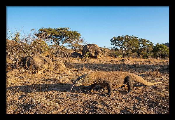 Komodo Dragon In Natural Habitat