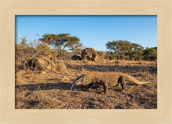 Komodo Dragon In Natural Habitat