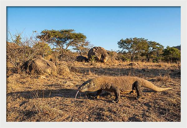 Komodo Dragon In Natural Habitat