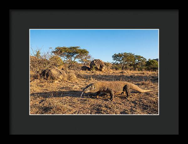 Komodo Dragon In Natural Habitat