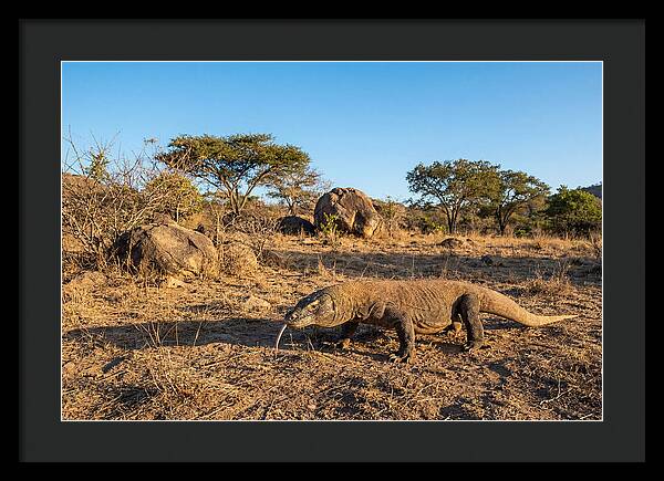 Komodo Dragon In Natural Habitat
