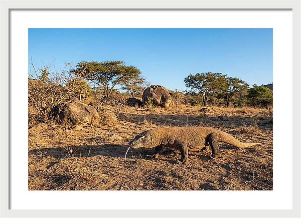 Komodo Dragon In Natural Habitat