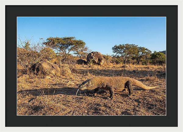 Komodo Dragon In Natural Habitat