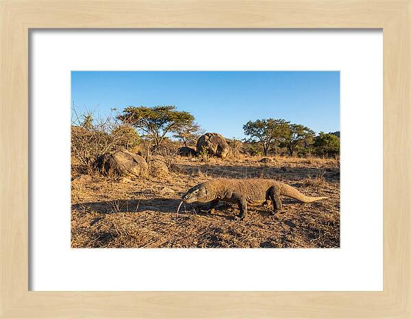 Komodo Dragon In Natural Habitat