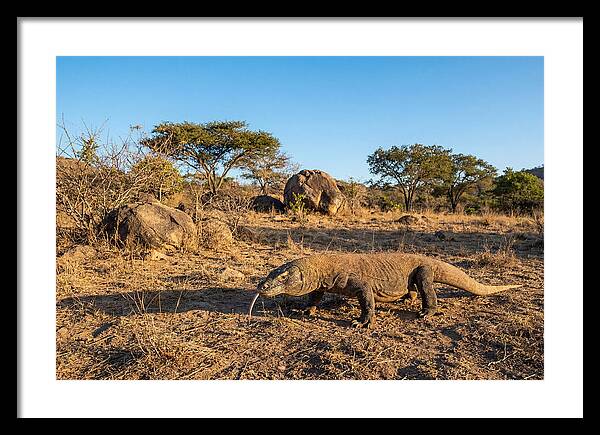 Komodo Dragon In Natural Habitat
