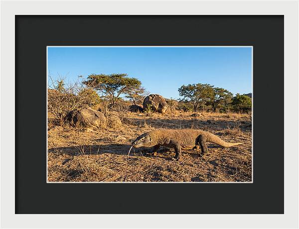 Komodo Dragon In Natural Habitat