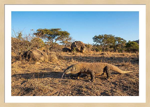 Komodo Dragon In Natural Habitat