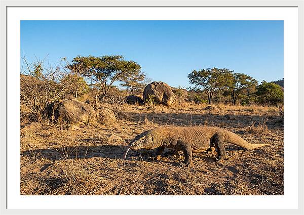 Komodo Dragon In Natural Habitat