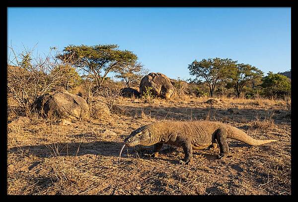 Komodo Dragon In Natural Habitat