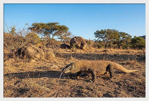 Komodo Dragon In Natural Habitat