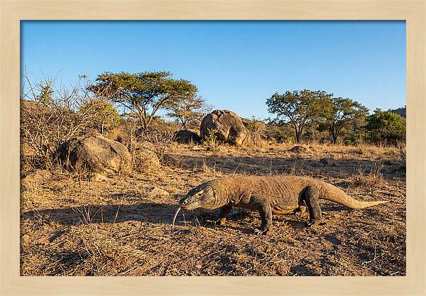 Komodo Dragon In Natural Habitat
