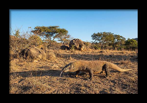 Komodo Dragon In Natural Habitat
