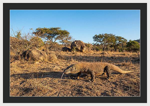Komodo Dragon In Natural Habitat