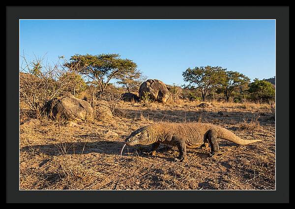 Komodo Dragon In Natural Habitat