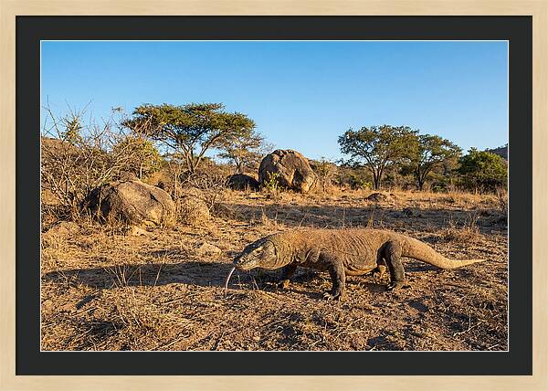 Komodo Dragon In Natural Habitat