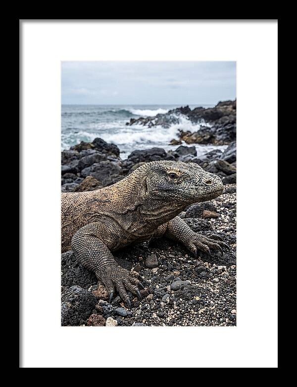 Komodo Dragon On The Beach